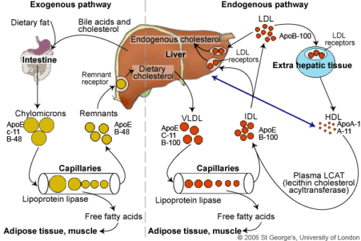 so-you-have-elevated-folate-but-low-b12-what-does-it-mean-holly